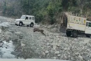 मेरठ: तेंदुए पल्लव को छोड़ा गया शिवालिक के जंगलों में, पकड़ने के लिए चलाया गया था रेसक्यू ऑपरेशन