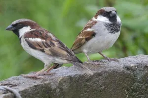 इटावा: संकटग्रस्त गौरैया का सबसे बड़ा संरक्षक बना जिला