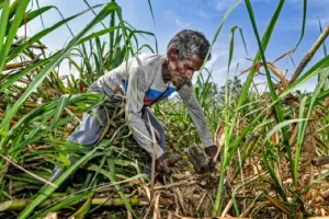 किसानों के गन्ना बकाये के भुगतान के लिये सरकार उचित उपाय करे- संसदीय समिति