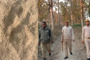 बहराइच: मधवापुर गांव में निकला तेंदुआ, वन कर्मियों ने शुरू की कांबिंग