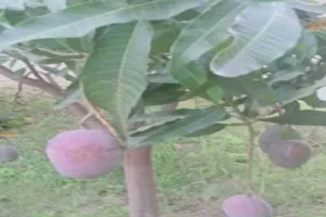 सहारनपुर के बागवानों से निकलेगी अमेरिकन प्रजाति के आमों की मिठास