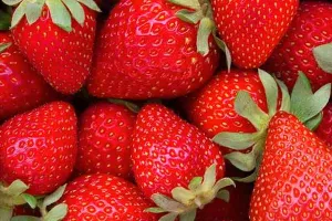 बुलंदशहर: एकीकृत बागवानी योजना के तहत स्ट्रॉबेरी की खेती को प्रोत्साहन