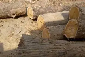 प्रतापगढ़: अवैध रूप से ले जायी जा रही सागौन की लकड़ी बरामद