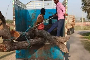 बहराइच: ग्राम समाज की जमीन पर लगे खैर के पेड़ काटे, वन विभाग ने लिया कब्जे में