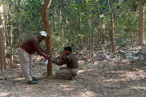 बहराइच: कतर्नियाघाट जंगल में बाघों की गणना के लिए लगाए गए कैमरे, चिप में कैद होगी बाघ की तस्वीर
