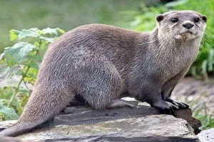 लखनऊ: राजधानी से विलुप्त हो रहे ऊदबिलाव, कुकरैल पिकनिक स्पॉट में घटी संख्या