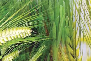 बरेली: गेंहू की सिंचाई करें किसान, दाने होंगे मजबूत