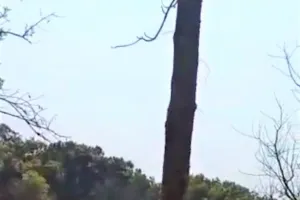 पीलीभीत: दियोरिया रेंज से घास निकासी का वीडियो वायरल