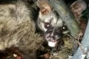 बांदा: कोर्ट परिसर में पहुंचा दुर्लभ प्रजाति का जीव, मचा हड़कंप