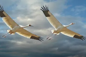 आगरा: वन विभाग और फोटोग्राफर्स क्लब के साथ 28 विशेषज्ञों ने गिनी 183 प्रजातियां