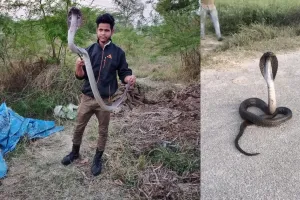 हरदोई: वन विभाग और सर्पमित्र ने दो सांपों का रेस्क्यू कर जंगल में छोड़ा