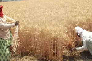 बदायूं: क्रय केंद्रों पर सन्नाटा, बाजार में कम कीमत में गेहूं बेच रहे किसान