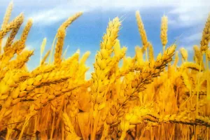 पंतनगर में स्थापित होगा वैश्विक खाद्य सुरक्षा केंद्र