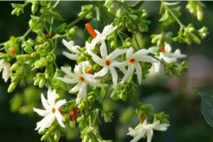 हल्द्वानी: प्रकृति से नाता जोड़ कराया Feel Good, घर-आंगन से बिखेरी हरियाली