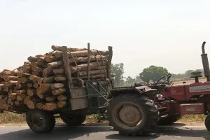 बहराइच: बिना परमिट के काट डाले सागौन के सैकड़ों पेड़, वन विभाग बना अंजान
