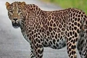 रामपुर : मसवासी क्षेत्र में दिखा गुलदार, कुत्ते को बनाया निवाला