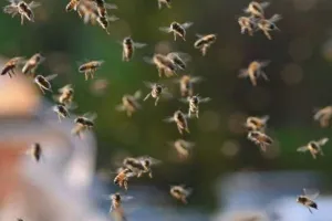 छत्तीसगढ़: बर्थडे पार्टी के दौरान मधुमक्खियों ने किया हमला, 10 लोग घायल