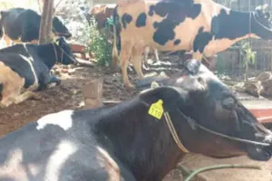 बरेली: पंचायत सहायक घर-घर जाकर करेंगे पशुगणना