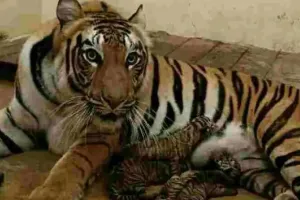 प्रसव के दौरान बाघिन की मौत, एक अन्य बाघिन ने दिया चार शावकों को जन्म 