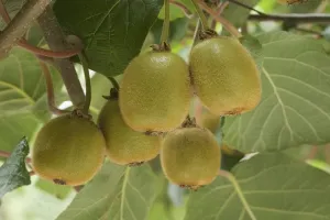 मुरादाबादी जलवायु में कीवी के पौधे मुस्कुराए, चार साल बाद आने लगेंगे फल