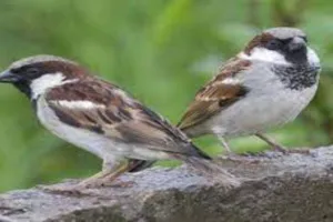 गौरैया संरक्षण के लिए डीएम ने किया लोगों का आह्वान, कहा- प्रकृति को संरक्षित करने का अर्थ खुद को संरक्षित करना है