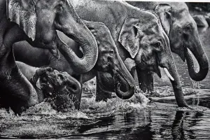 पीलीभीत: बराही और माला रेंज में हाथियों के बनेगें तालाब-शेड