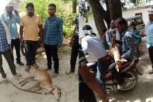 बहराइच: जंगल से गांव पहुंचे हिरण को कुत्ते ने नोचा, ग्रामीणों ने बचाई जान, 20 घंटे बाद वन कर्मी ले गए रेंज कार्यालय