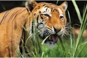 हल्द्वानी: दमुवाढूंगा से सटे काठगोदाम के जंगलों में दिखाई दिया बाघ