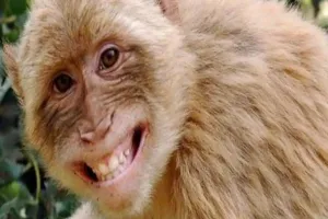 बाराबंकी: बंदरों ने ट्रैक्टर चालक पर किया हमला, दो जख्मी