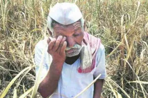 डीएपी खाद की कीमतें बढ़ने से गन्ना किसान परेशान, सहकारी समितियों पर लगाया आरोप