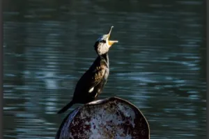 नैनीताल: नैनी झील में आकर्षण का केंद्र बना साइबेरियन पक्षी पनकौवा