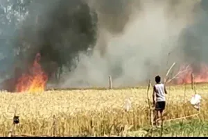 रायबरेली: विद्युत स्पार्किंग से खेत में लगी आग, आठ बीघा फसल जलकर राख