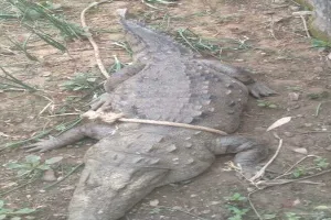 अयोध्या: मिर्ची तालाब से निकला विशालकाय मगरमच्छ, ग्रामीणों में मचा हड़कंप