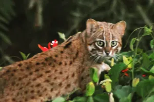 पीलभीत: पीटीआर में मिली विश्व की सबसे छोटी बिल्ली