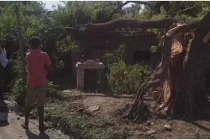 अलीगढ़: तेज आंधी ने जमकर मचाई तबाही, पेड़ गिरने से महिला की मौत, दर्जनों मवेशी घायल