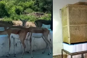 इटावा: बढ़ती गर्मी में सफारी प्रशासन ने जानवरों के बाड़ों में किये कूलर के इंतजाम, बनवाए गए तालाब