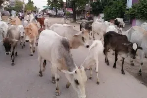 छुट्टा पशुओं की समस्या से निपटने के लिये सरकार का बड़ा फैसला, 30 जिलों में चलाई जाएगी यह नई योजना