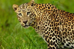 उन्नाव: गांव के बाहर घूमता दिखा तेंदुआ, फोटो वायरल होने से दहशत में ग्रामीण