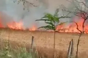 बहराइच: एचटी लाइन की चिंगारी से खेत में लगी आग, सैकड़ों बीघा गेंहू की फसल जली