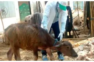 बाराबंकी: ब्रुसेलोसिस बीमारी से फैल सकती है पशुओं में नपुंसकता, टीकाकरण करेगी टीम