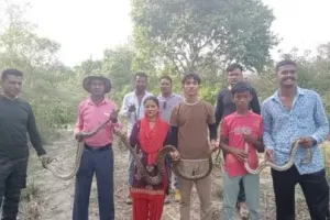 रामनगर: किंग कोबरा समेत 35 सांपों को जंगल में छोड़ा