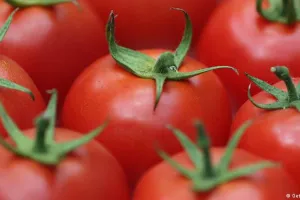 तमिलनाडु-केरल सीमा पर ‘टोमेटो फ्लू’ की हो रही जांच