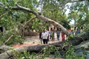 हल्द्वानी: ड्यूटी से लौट रहे सिडकुल कर्मी पर गिरा पेड़, मौत