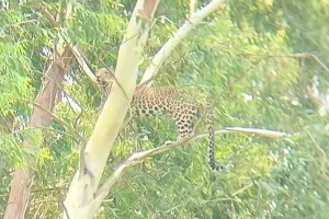 बाराबंकी: यूकेलिप्टस के पेड़ पर दिखा तेंदुआ, गांव में दहशत का माहौल, वन विभाग ने शुरू की कांबिंग