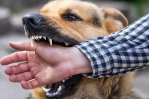 बरेली: दो माह में चार रेबीज संक्रमितों की मौत