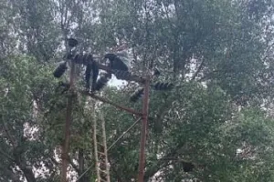 बरेली: कुतुबखाना में ब्रेकडाउन होने से कई घंटे बिजली गुल