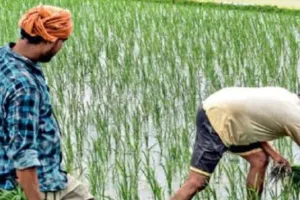 बरेली: धान के बीज को नहीं तरसेंगे किसान