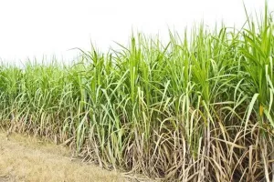 बरेली: गन्ने के खेत में मिले गोवंशीय के अवशेष