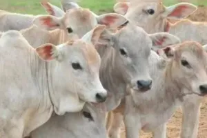 बरेली: रेलवे कॉलोनी से चोरी कर तस्करों ने काट दिया गोवंश