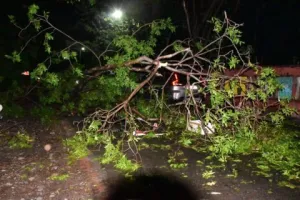 हल्द्वानी: टवेरा पर गिरा पेड़, ड्राइवर की दबकर मौत